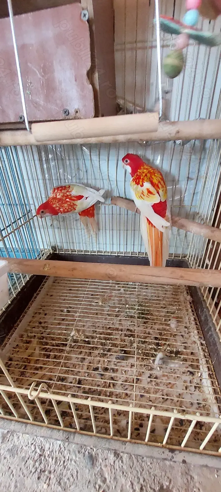 Disponibili papagali 