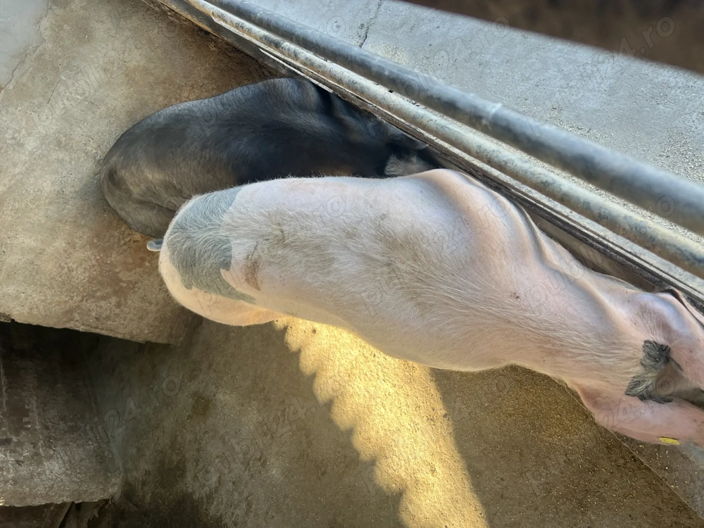 Porci de vânzare , cu posibilitatea de tăiat