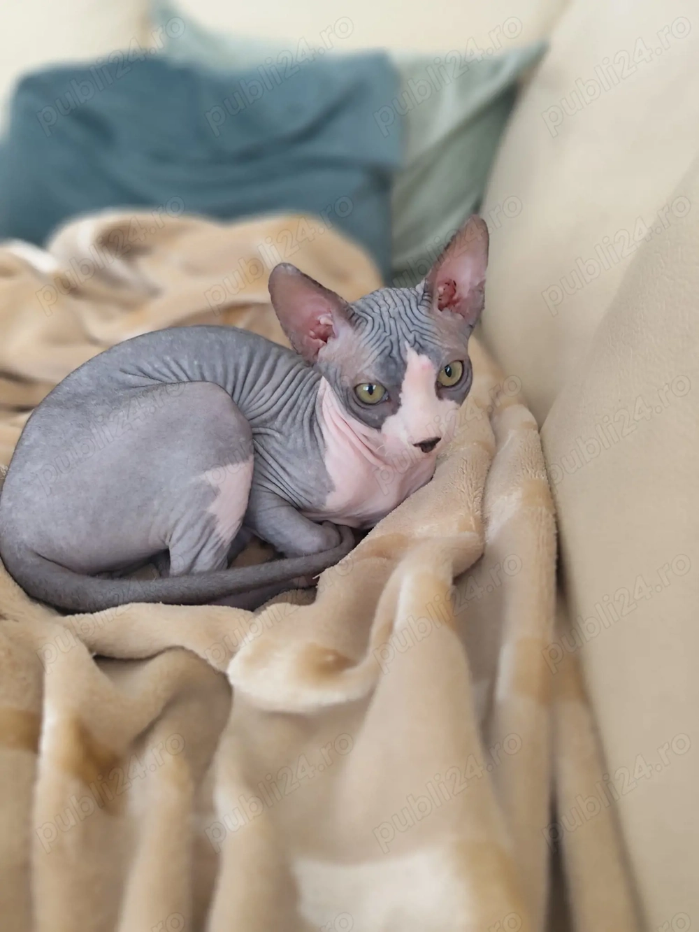 Motan deosebit Sphynx