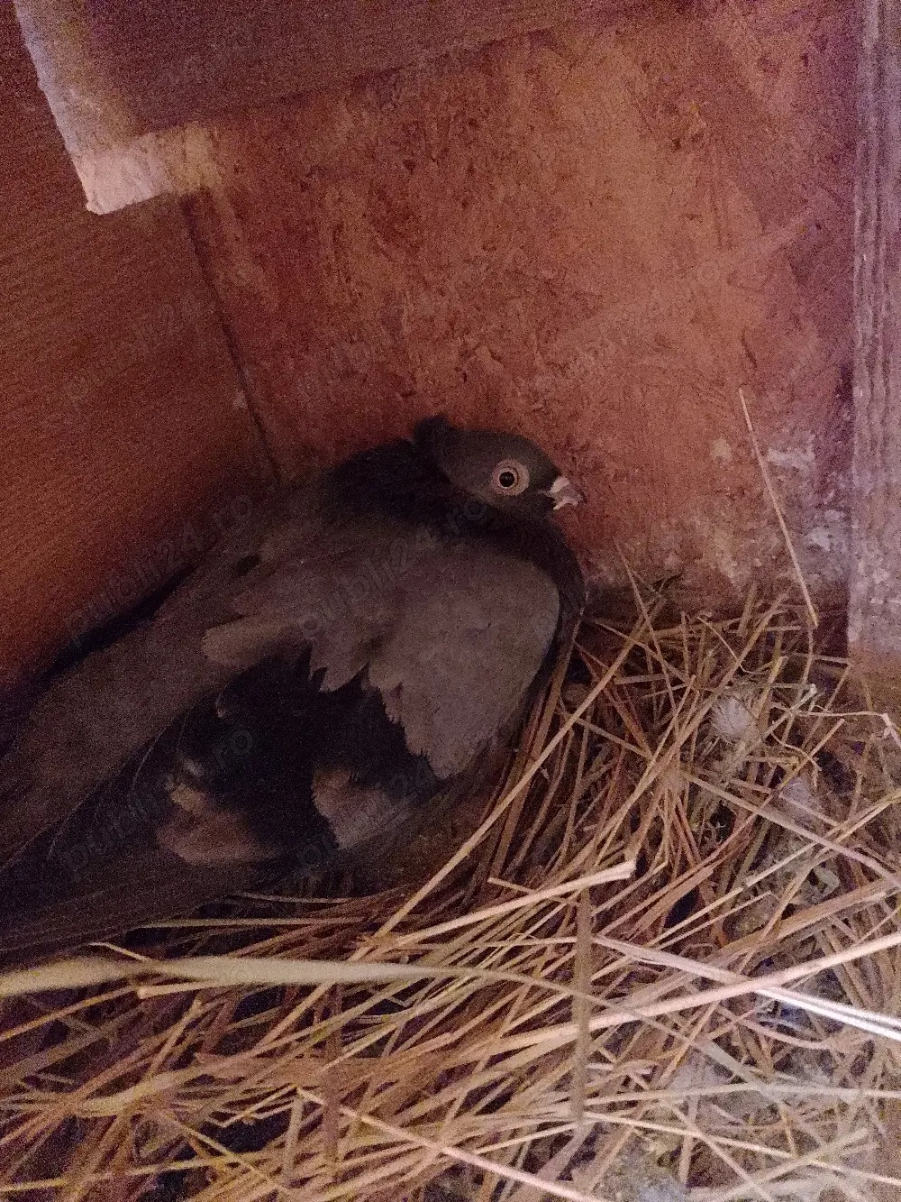 Jucatori motati si galateni disponibili