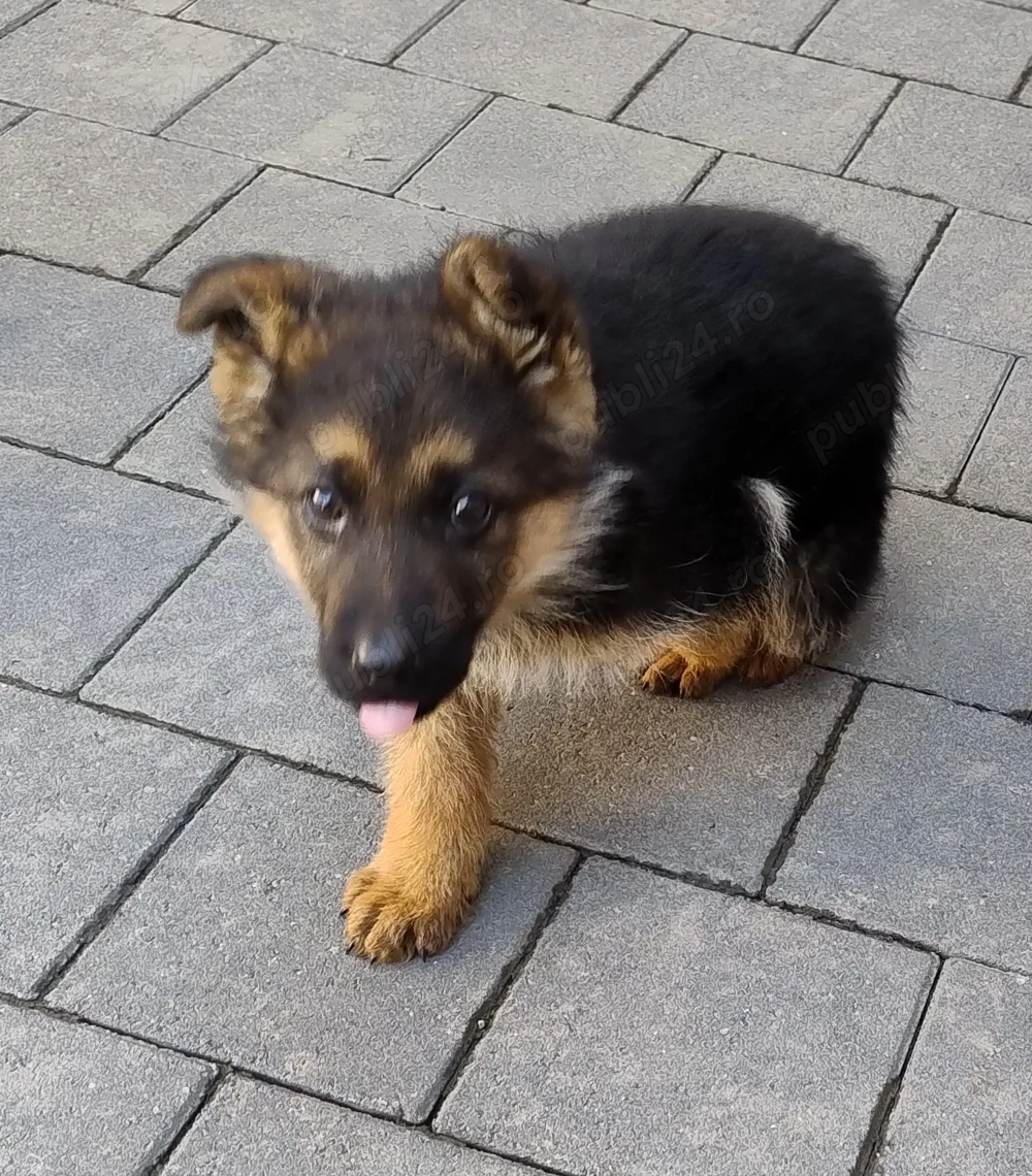 Pui ciobanesc german