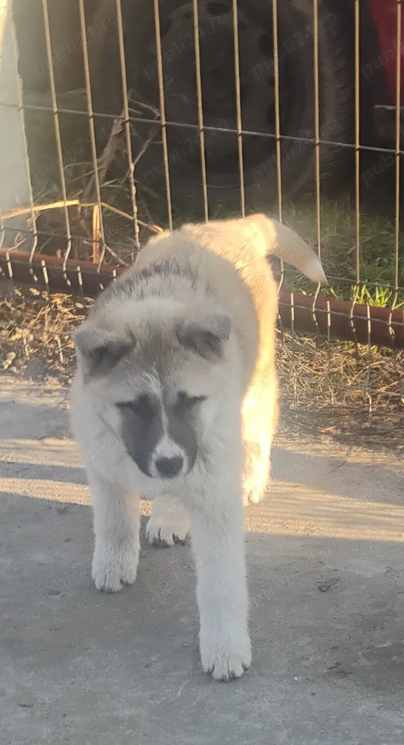 Pui Akita american  500 lei