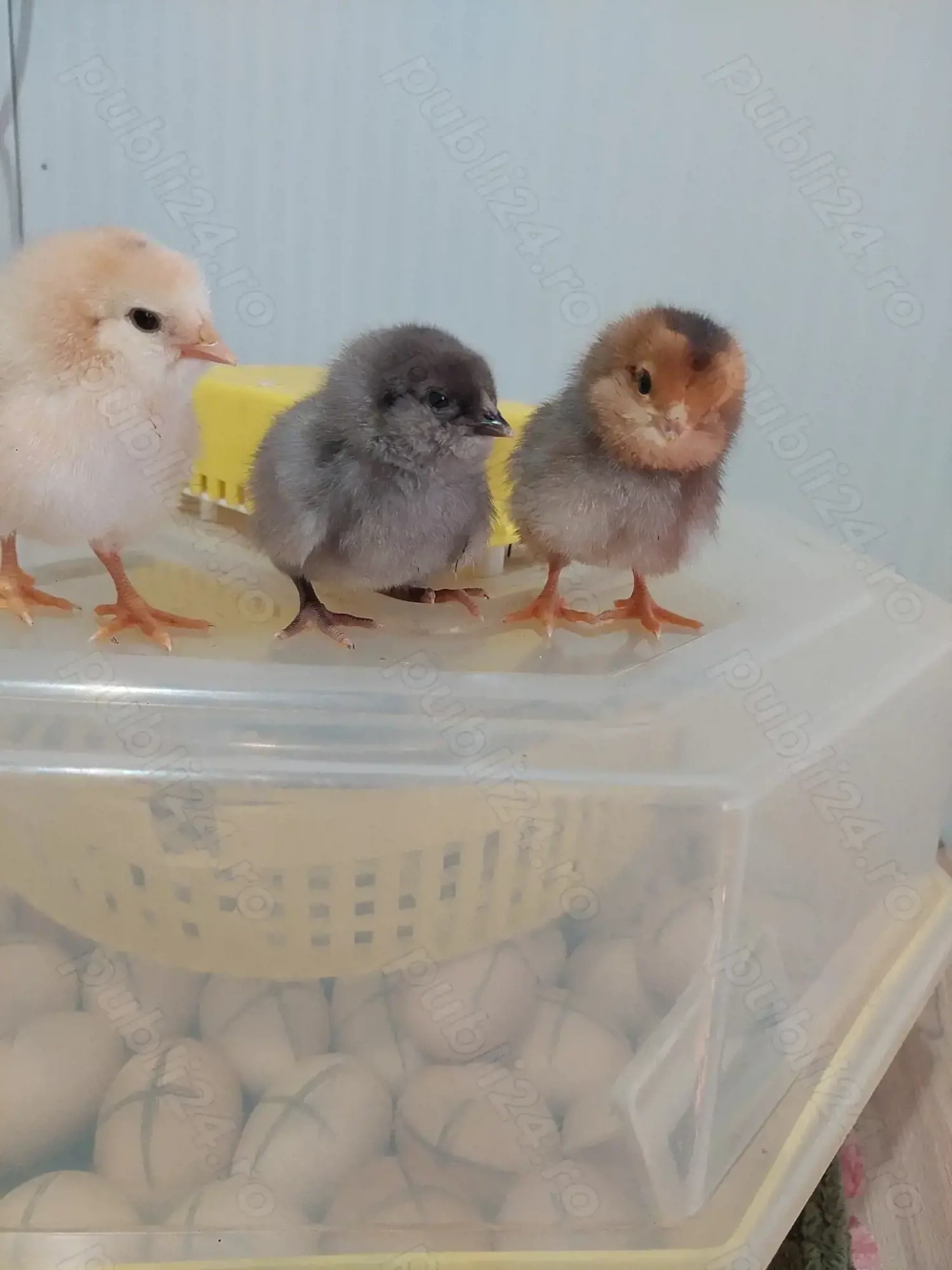 Pui, Ameraucana , Australorp și pitici 