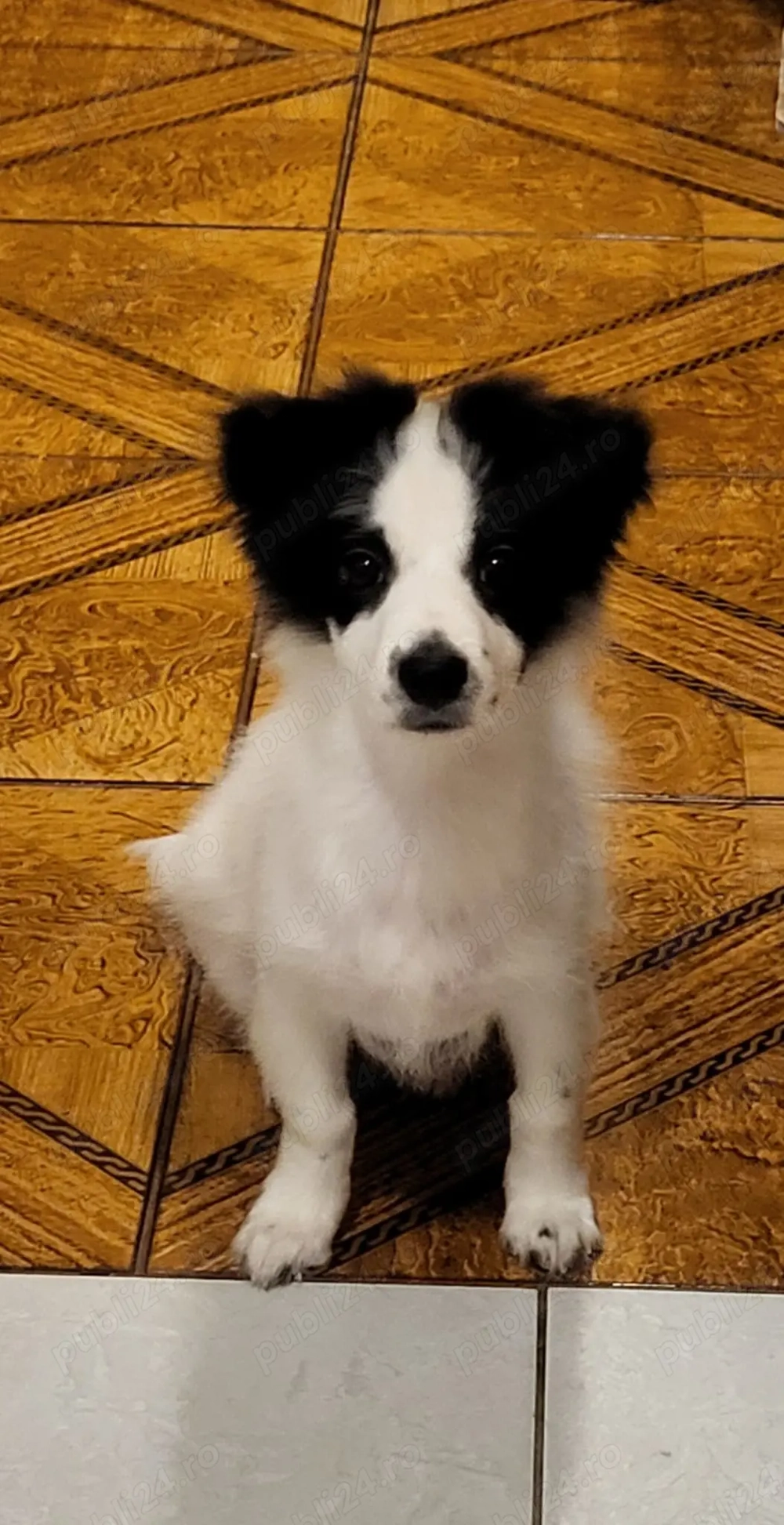 Bichon havanez 4 luni