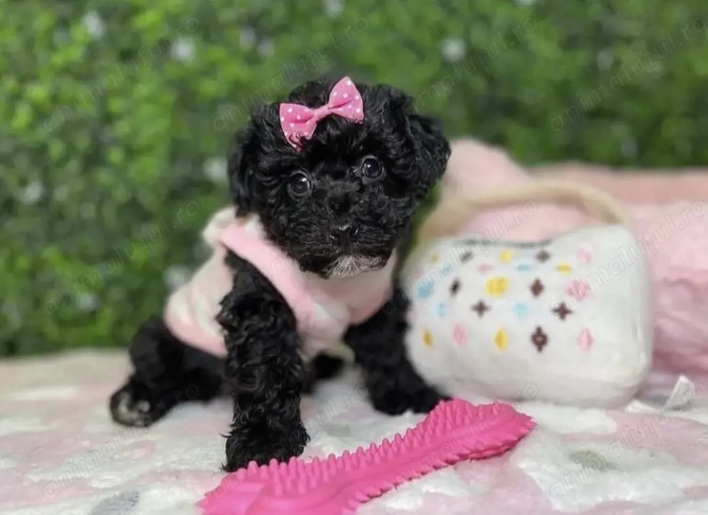 Fetițe caniche  800lei