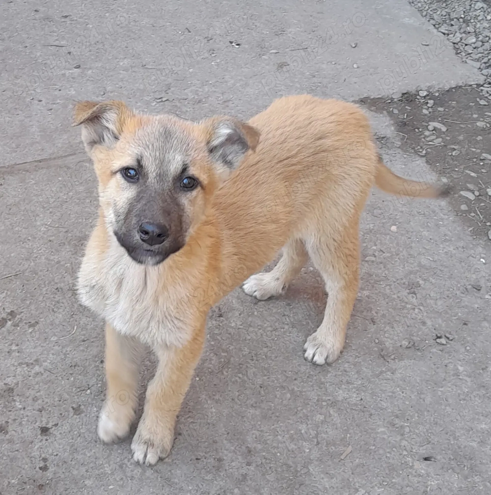 Catelusi MAMA - malinois - 4 luni - vaccinati si deparazitati intern extern.
