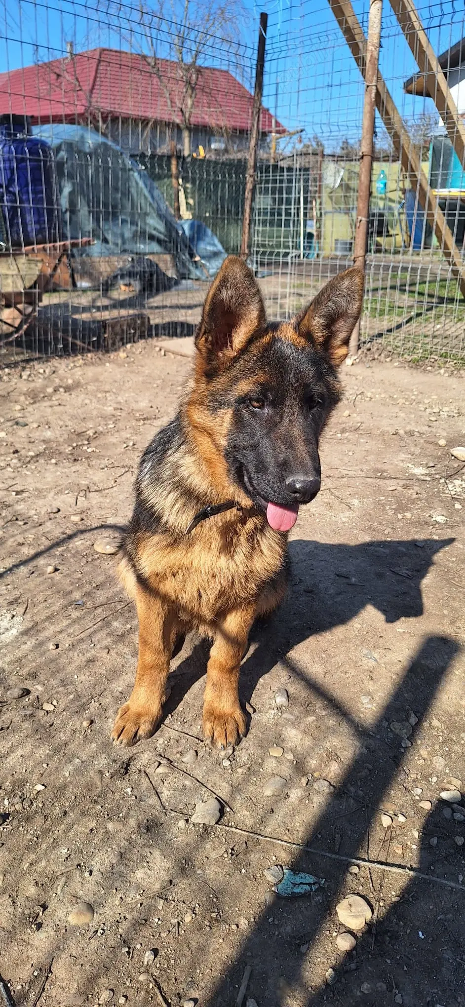 Catelusa Ciobanesc German 