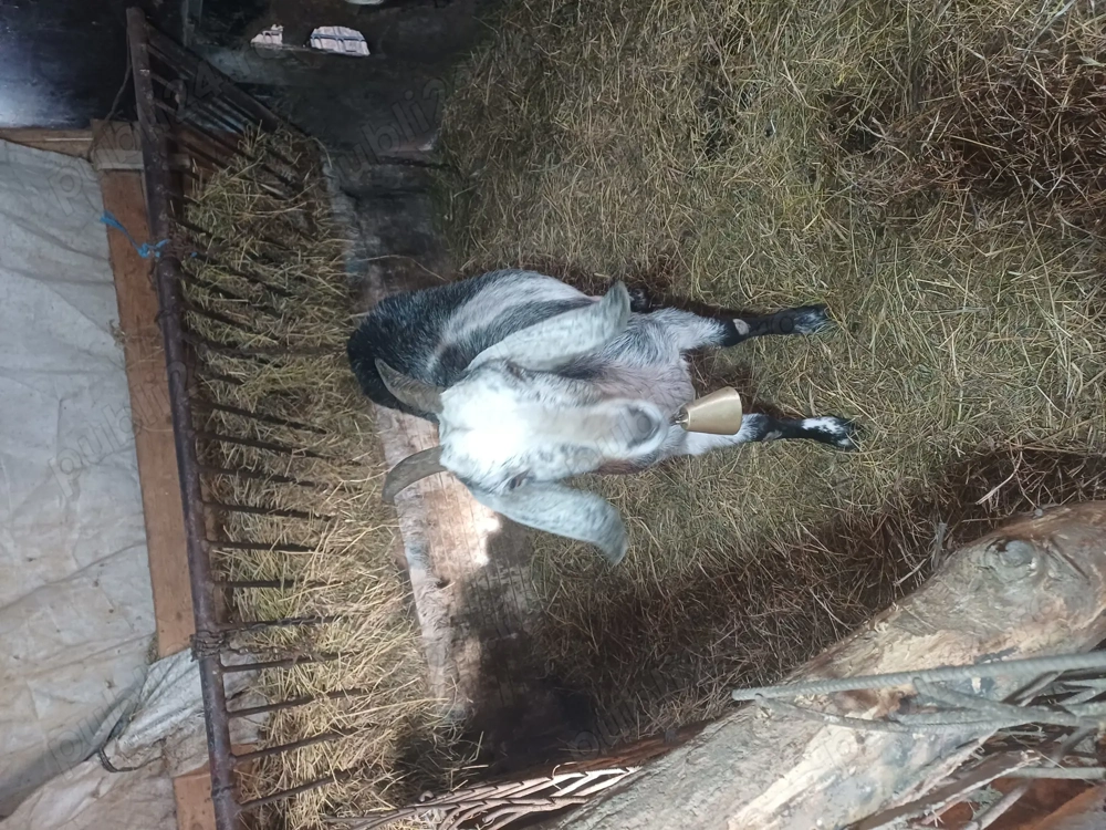 vând capră angronubiană fătată recent si o ieduta de anil trecut