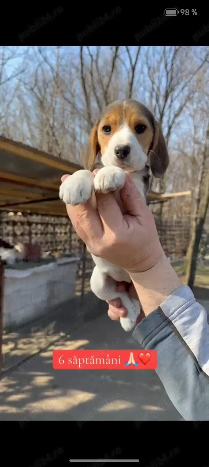 Beagle Femela Arad 7 Saptamani