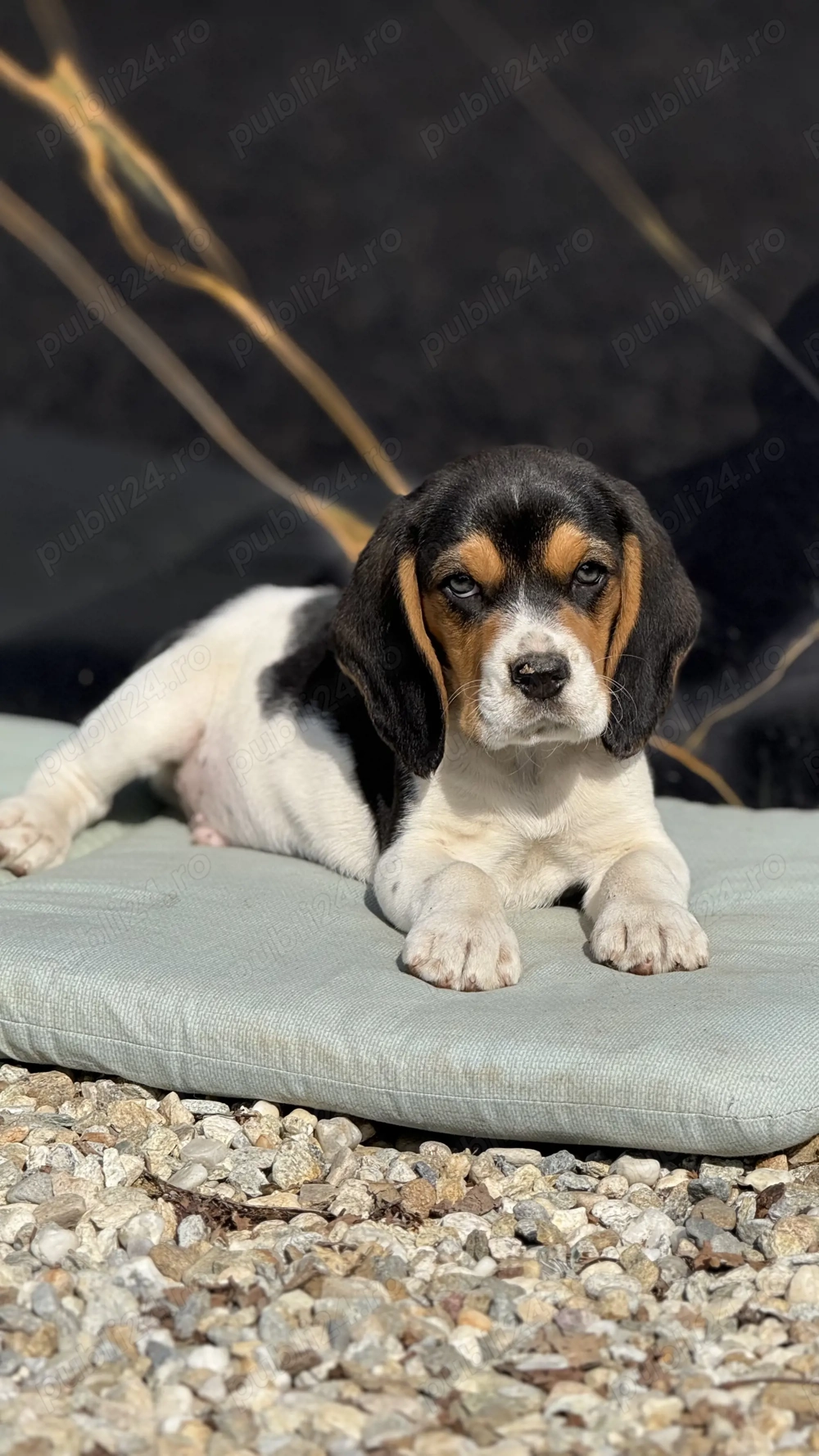 Beagle Tricolor Minunat