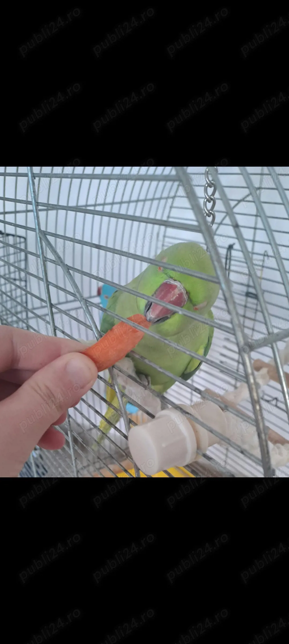 Vând sau schimb cu mascul de Micul Alexander violet