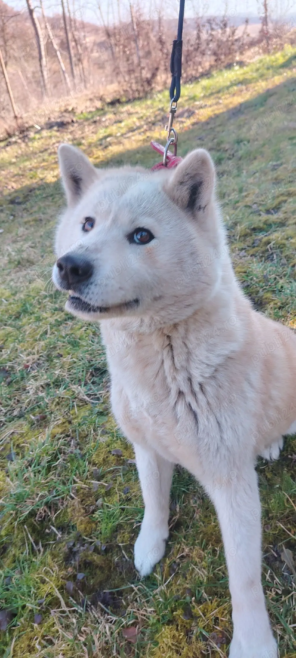 Donez Femela Akita Inu