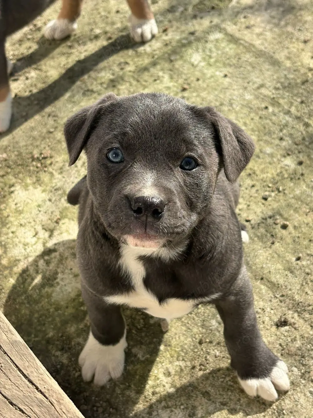 Vand pui Metis American Bully