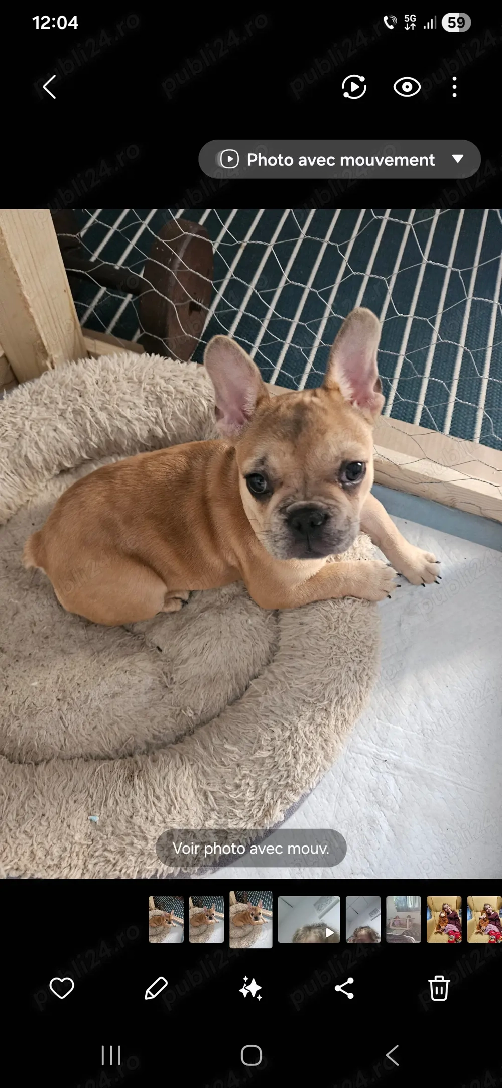 Buldog francez 3 luni 