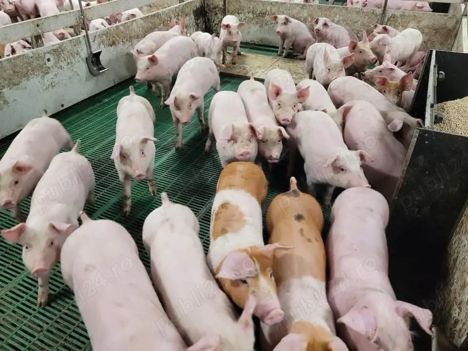 porci de carne 