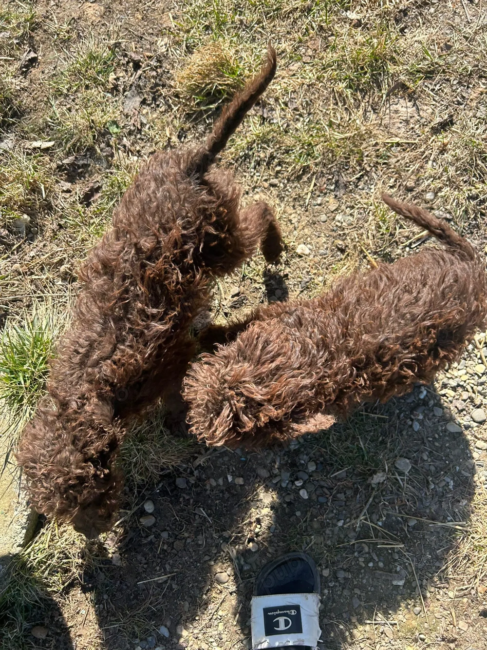 Catei de lagotto