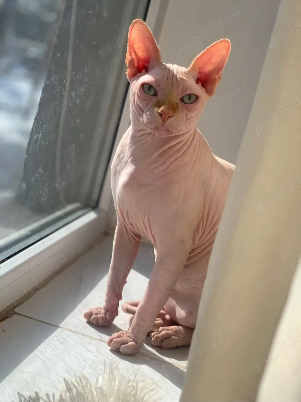 vand sphinx de aproape un an