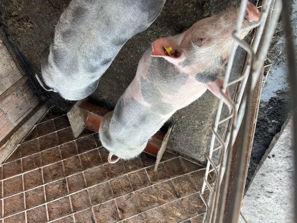 Vând 2 soldani o femelă și un  mascul rasă pură pietrean belgian 