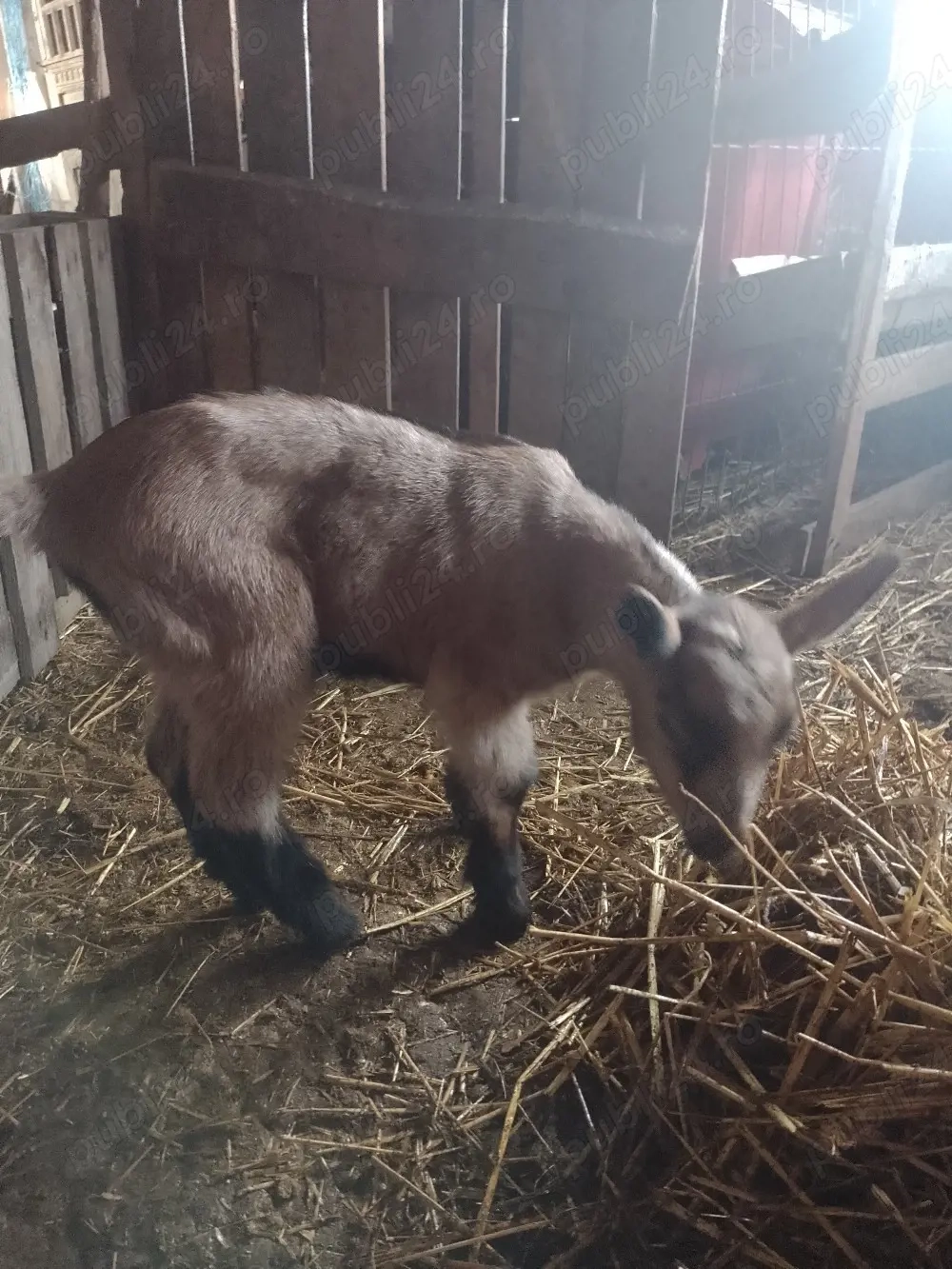 ieduti si tap alpini francezi 