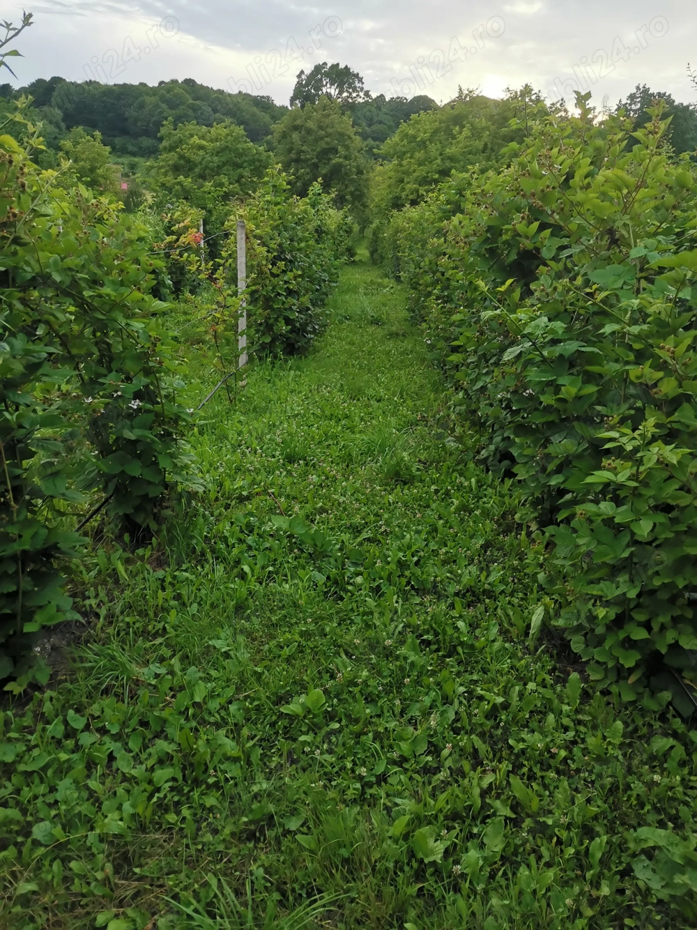 De vanzare teren Curtea de Arges strada Ramnicu Valcea