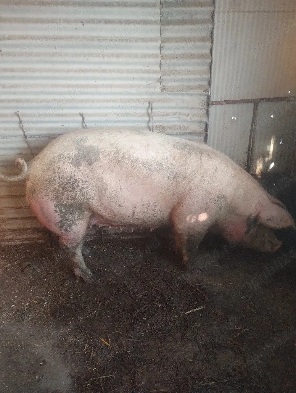 de vânzare preț 12 lei kg