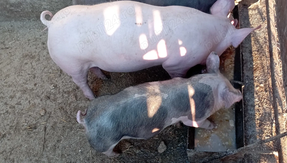 O fetiță și un băiat caută alta casa