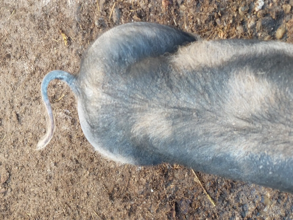 Vand purcei rasa de carne pietrain