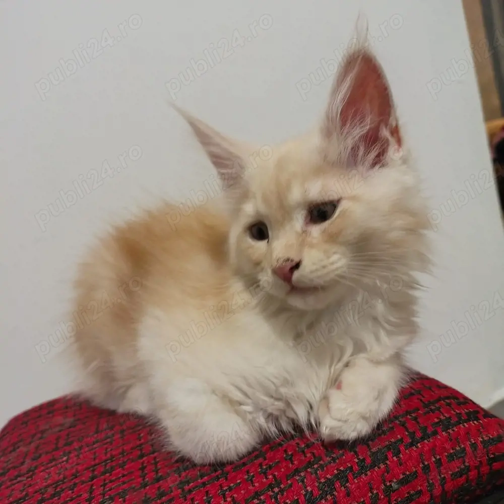 vand 2 baieti maine coon 