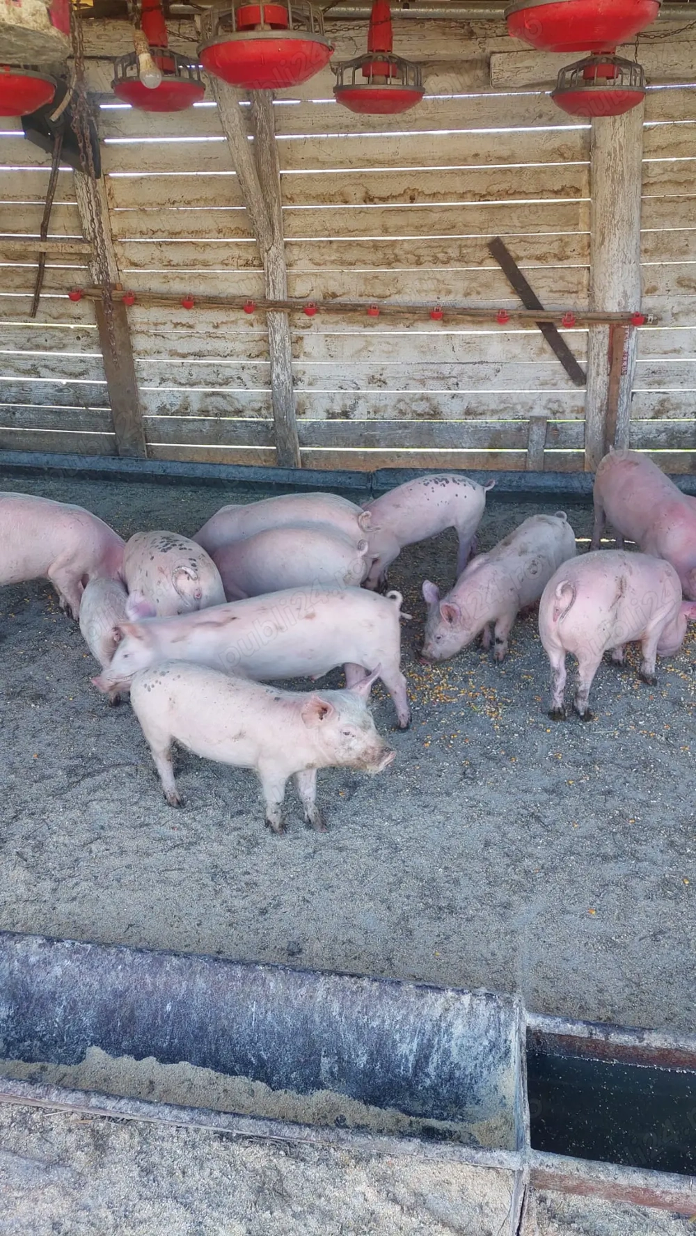 Vând purcei de 4 sau 7 luni