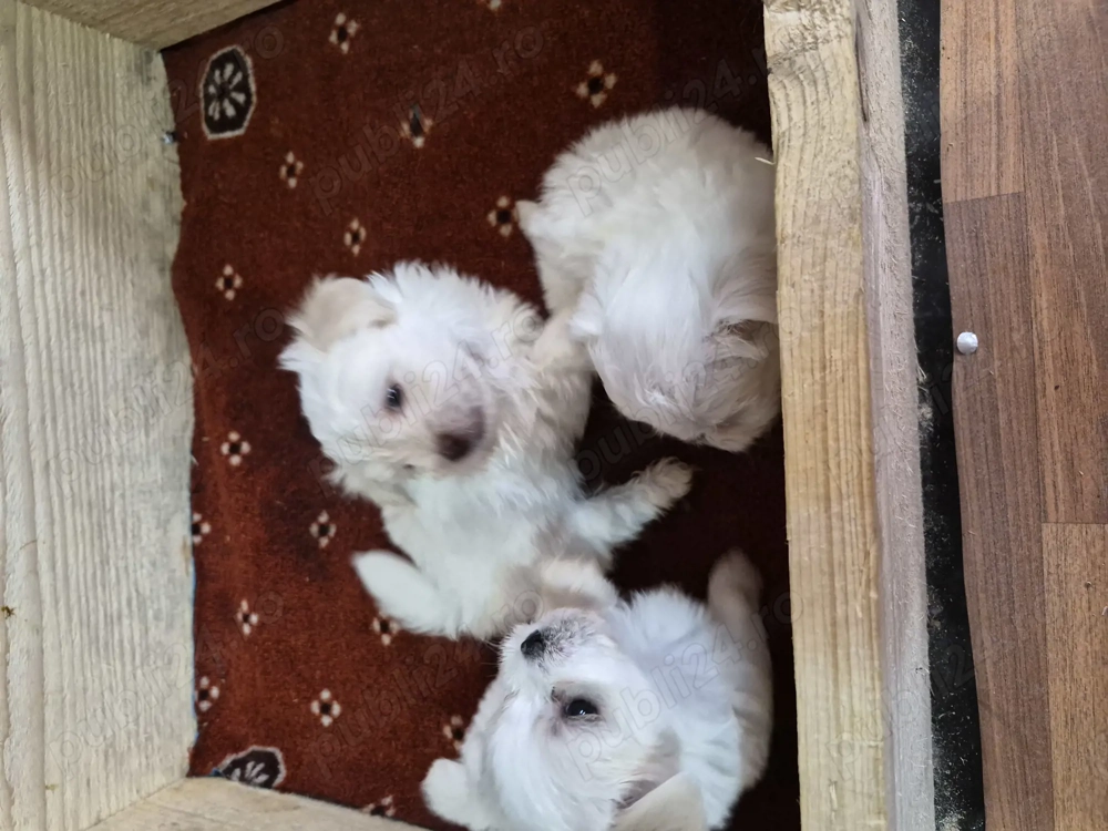 Catei bichon maltez talie mica