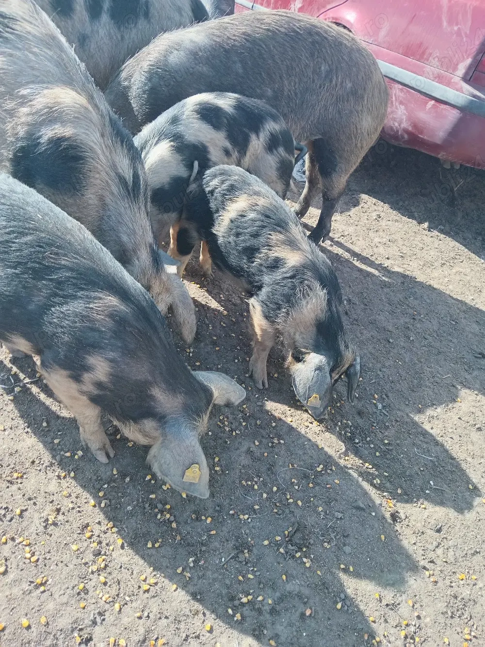 Purcei sănătosi si vaccinati