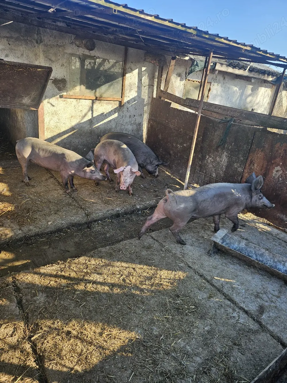 Porci carne de vânzare in Fetesti - Stelnica - lalomita - Calarasi