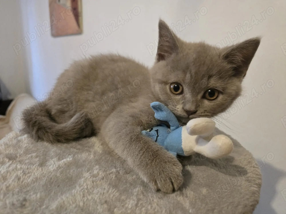 British shorthair lila