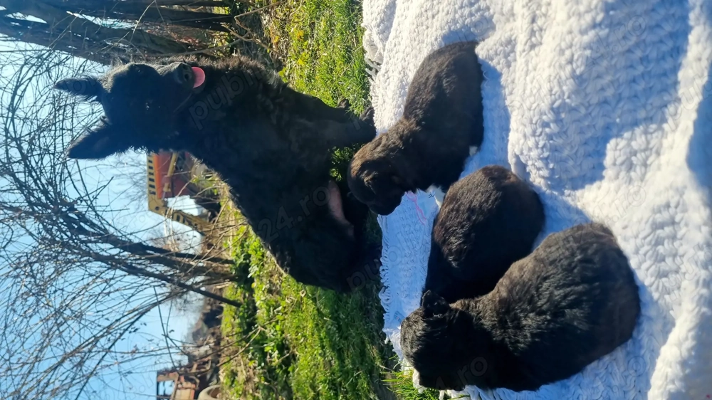 Vând 3 cățelușe ,de intors oile!