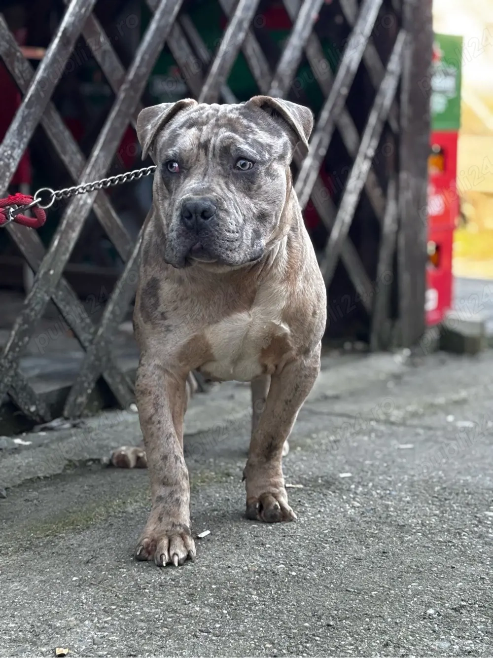 American Bully XL merle