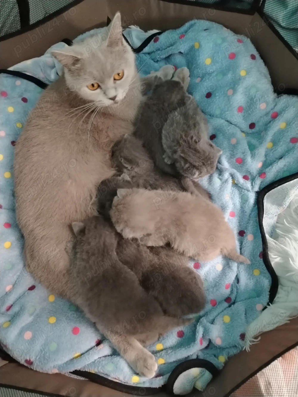 Pui de British Shorthair