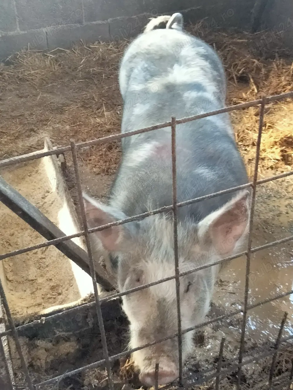 porci de vânzare pietrean 