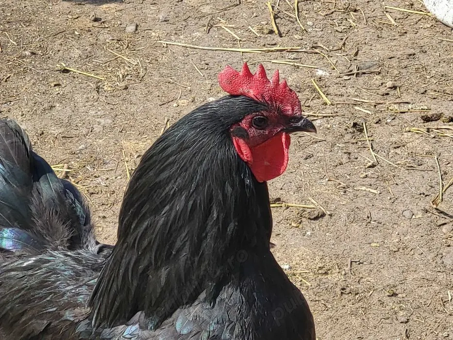Cocosi australorp diferite culori