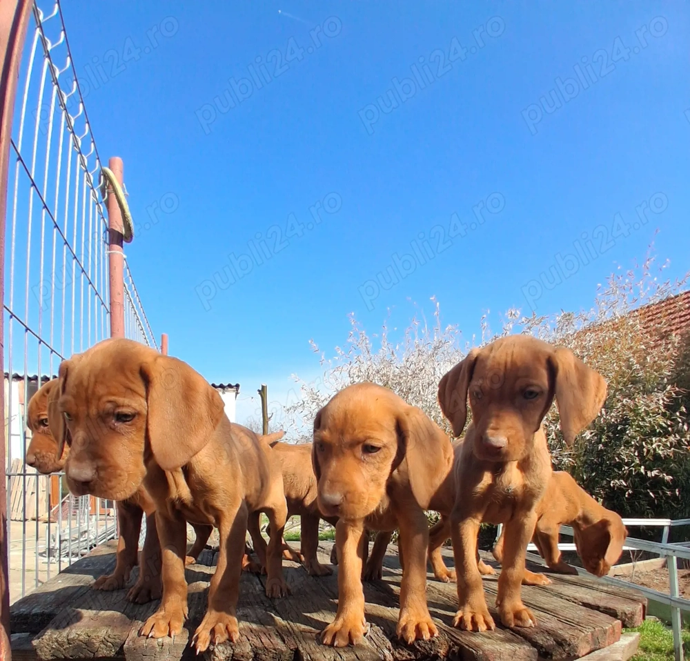 Căței vizsla maghiar