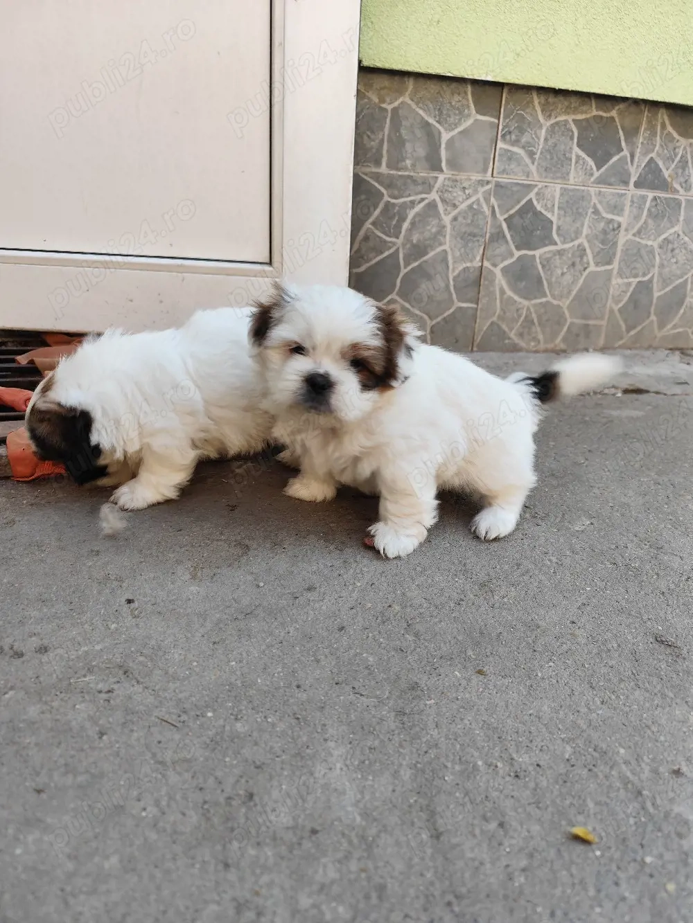 vand puiuti shih-tzu 