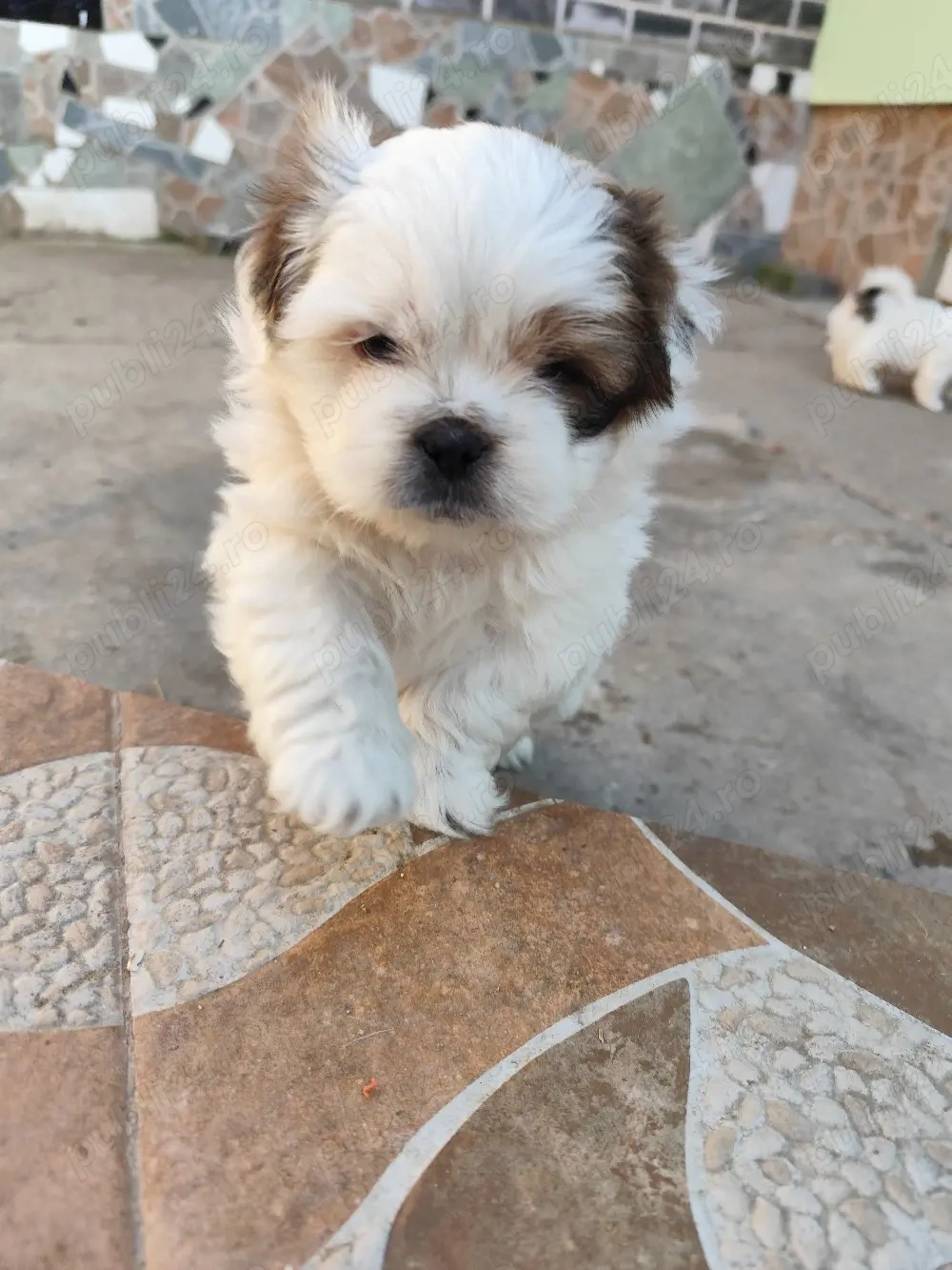 Vand Shih-tzu 
