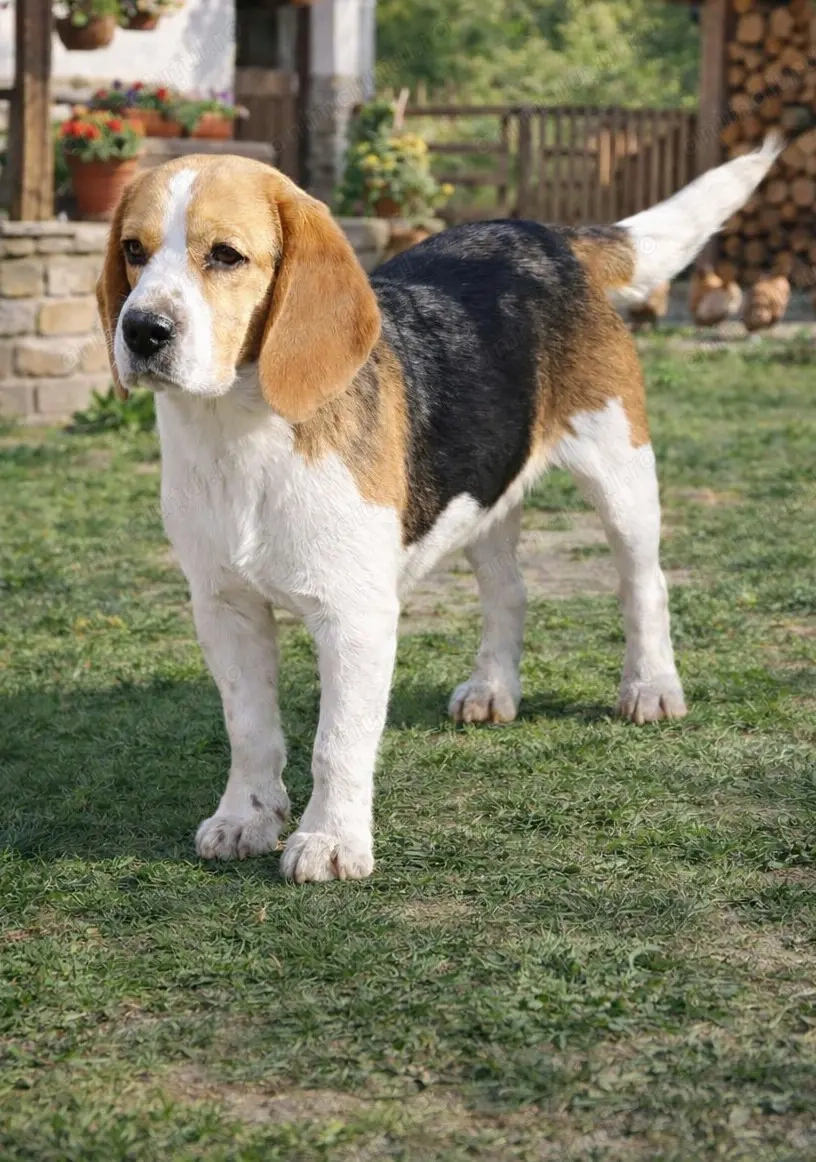 2 masculi Beagle