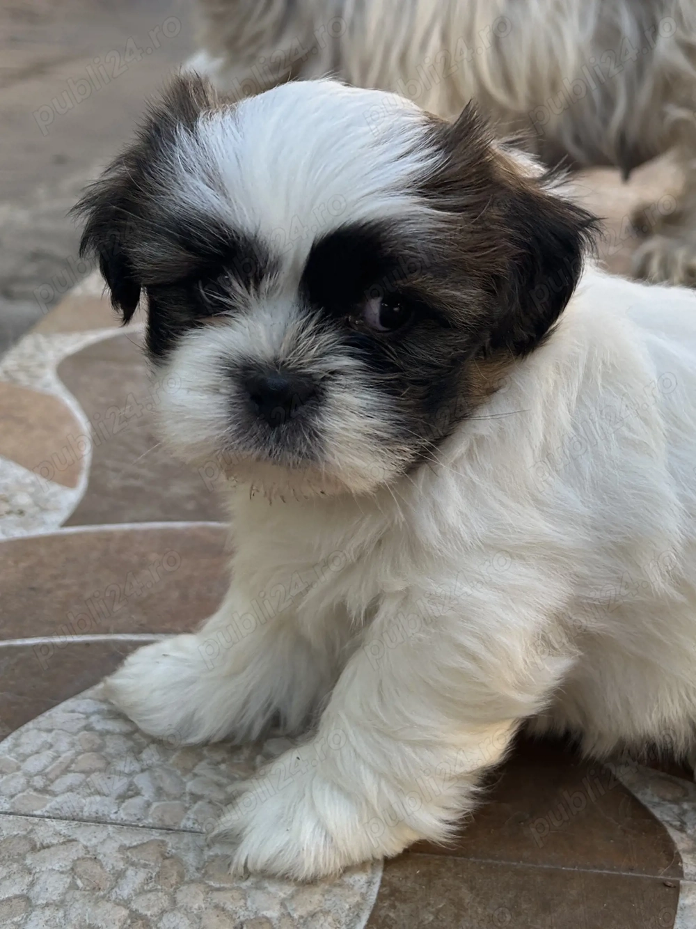 Puiuți adorabili Shih-Tzu