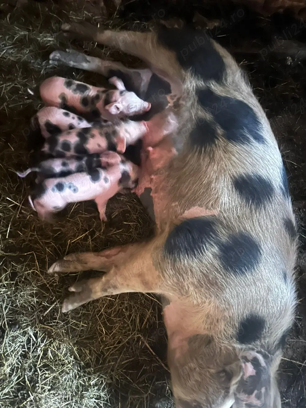  înd scroqfă fătată