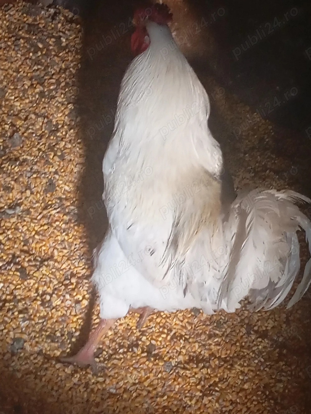 Vând 3 cocoși de casa