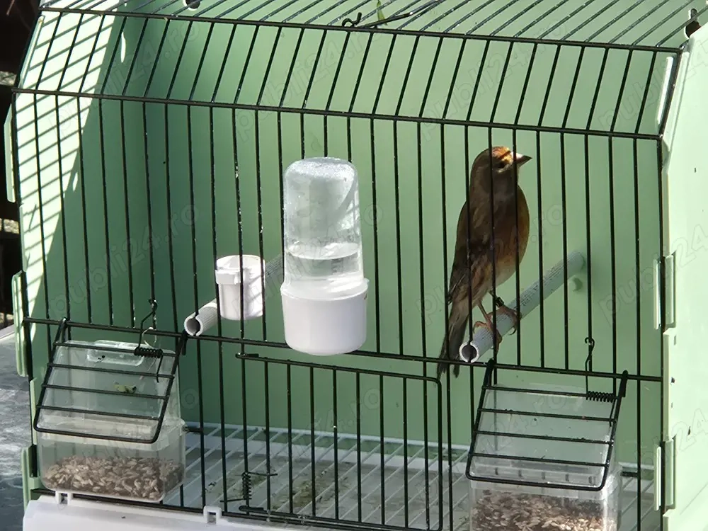 Hibrid de canar arlechin