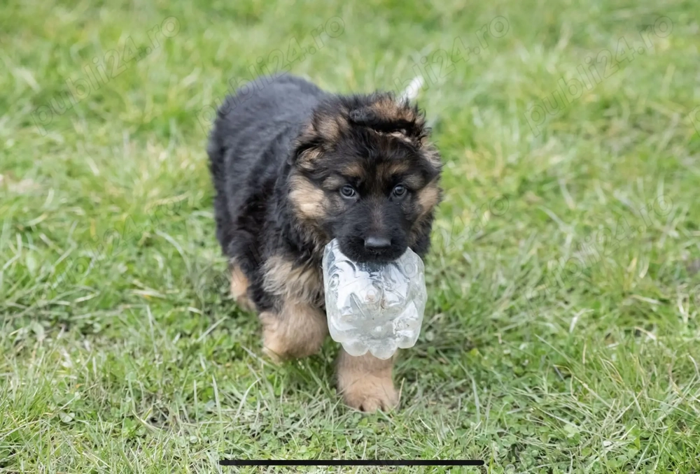 Cățelușă ciobănesc german linie supercampioni