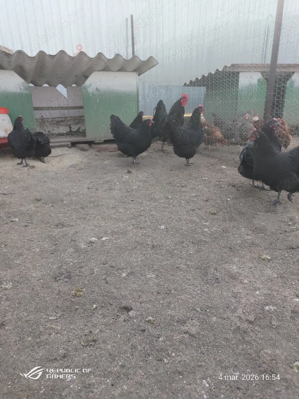 gaini de rasă si pui de rasă 