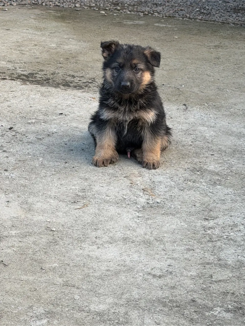 Vând căței ciobănesc german