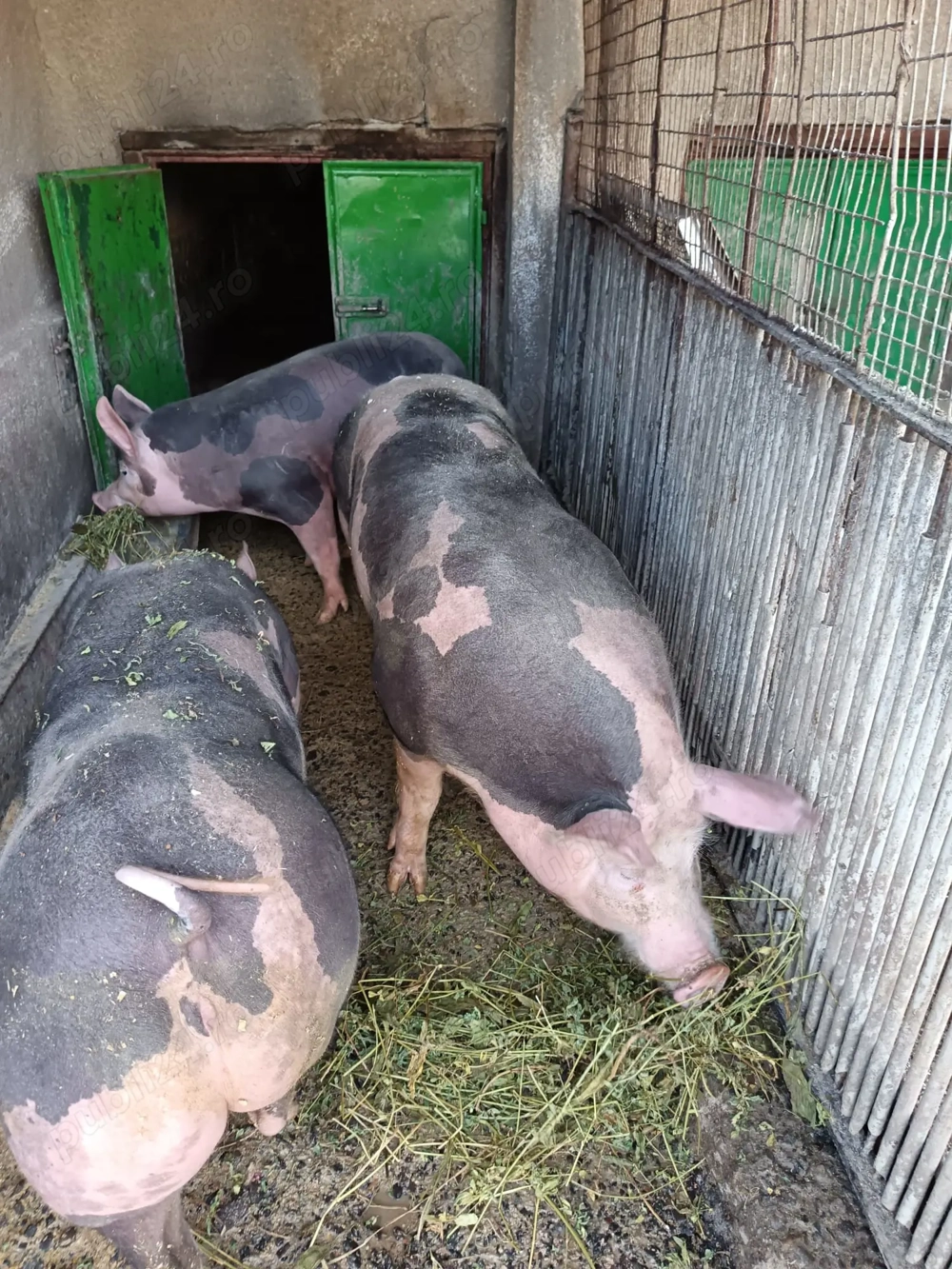 Vând 2 porci petrain , și o scrofița petrain de prasila 